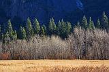 Yosemite Meadow_23290